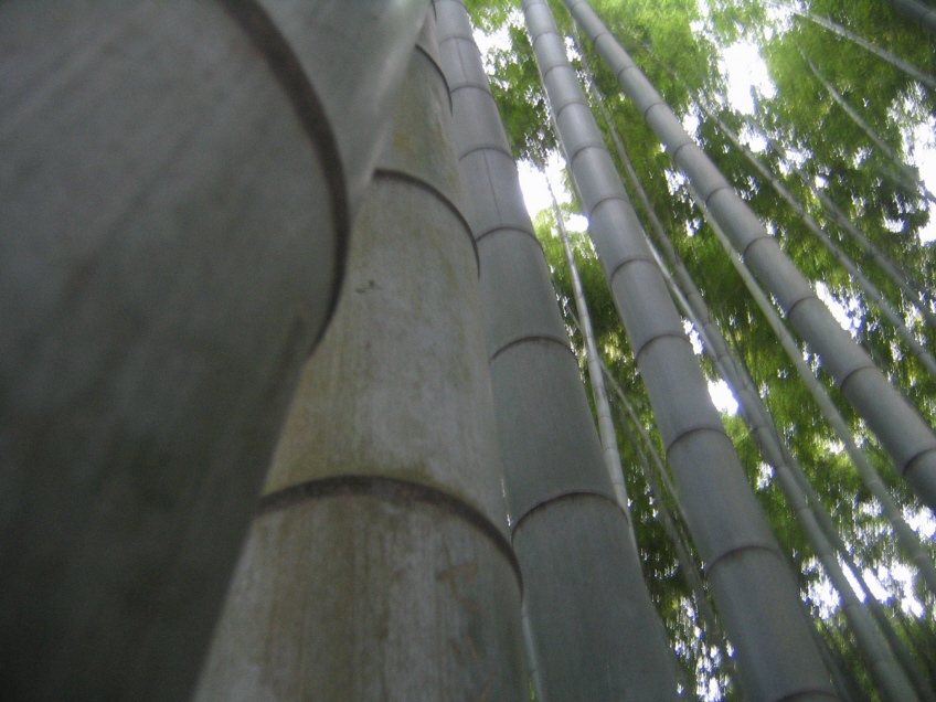 More bamboo